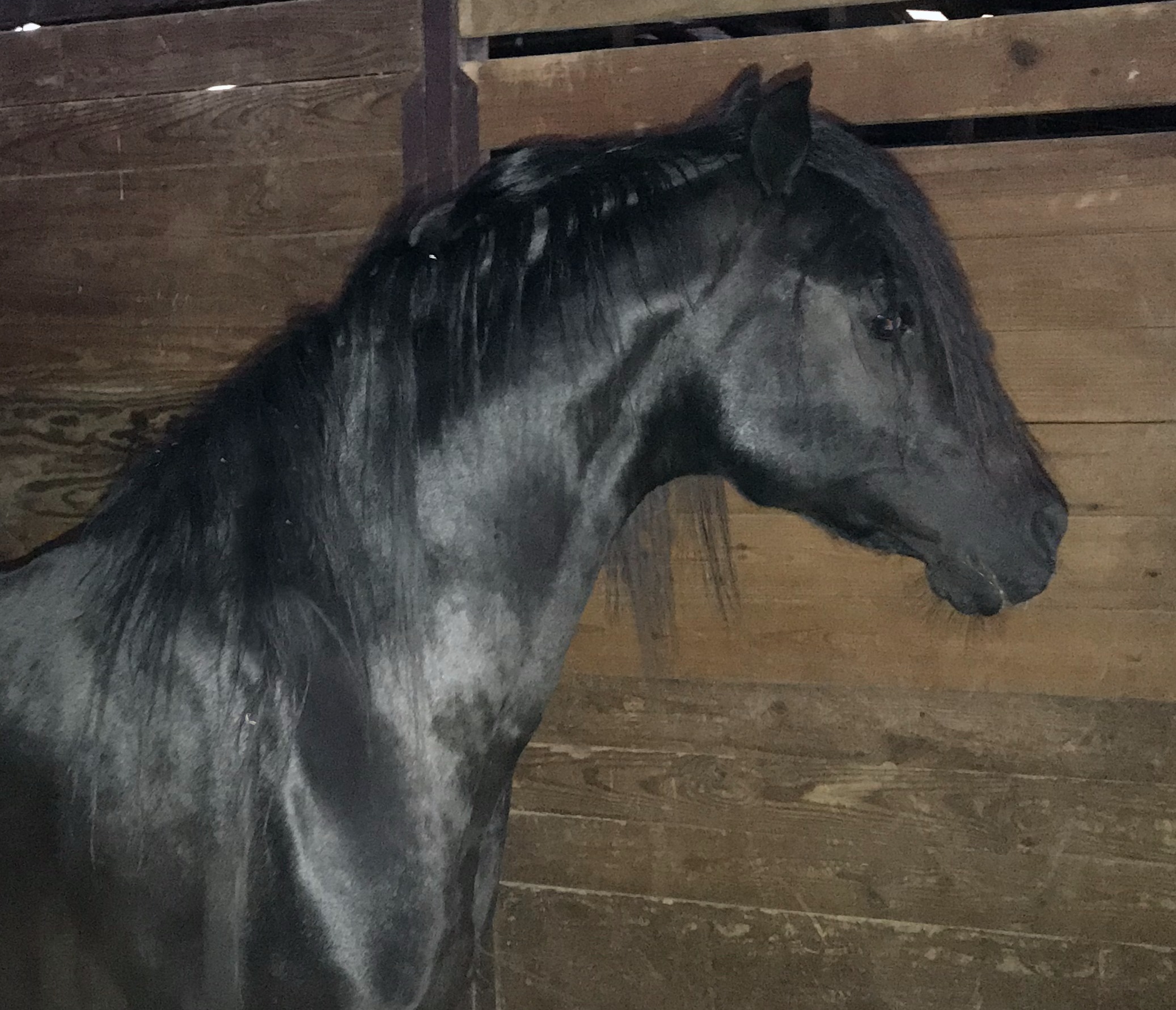 まるポン 様 ＊thoroughbred、rosy、followingday Darley Stallion Frosted To Be Featured In National Museum Of